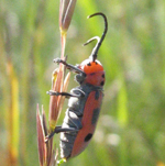 Famille Cerambycidae: longicorne (Tetraopes tetrophthalmus: longicorne de l'asclépiade)